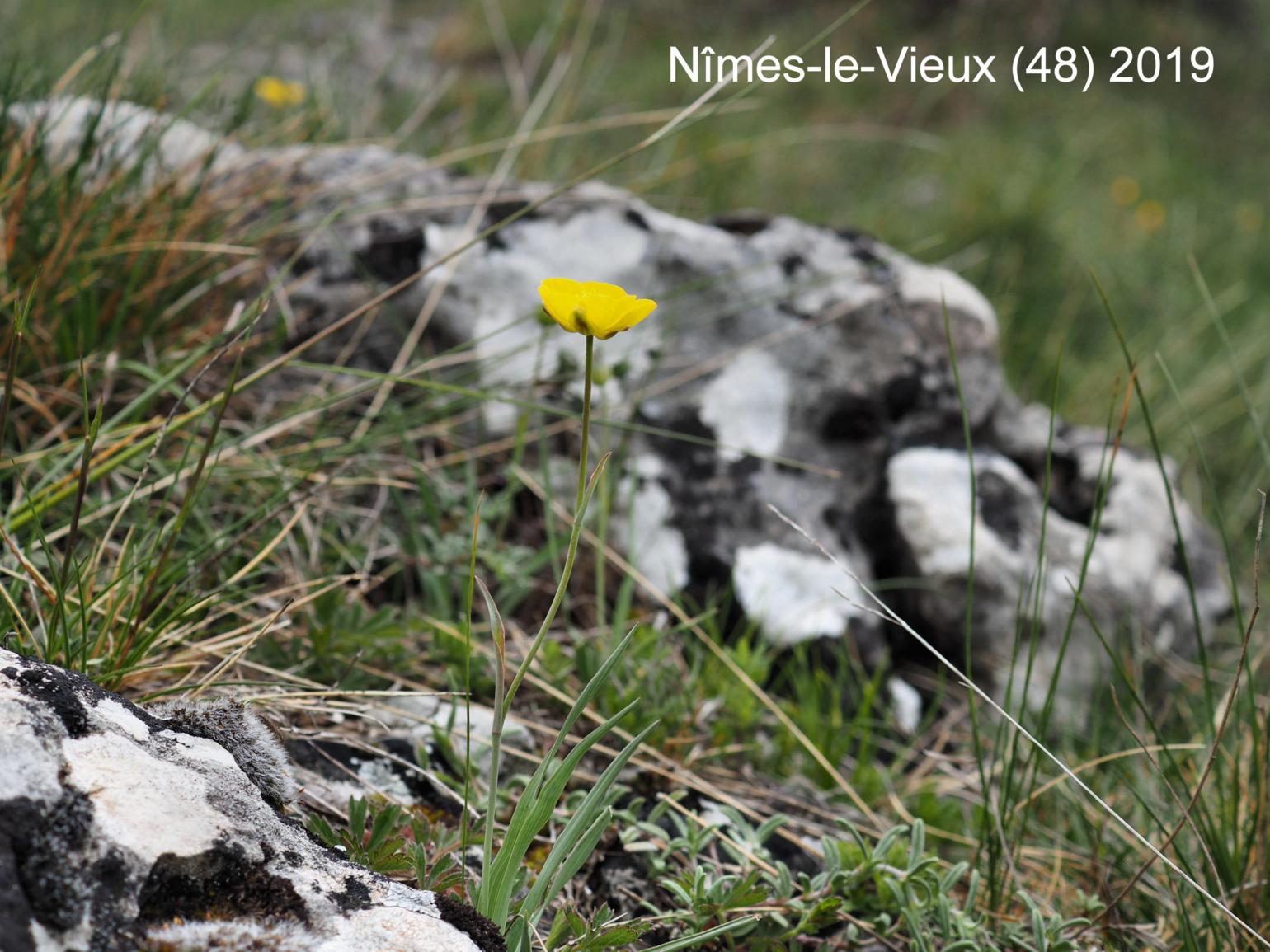 Buttercup, Grass-leaved 